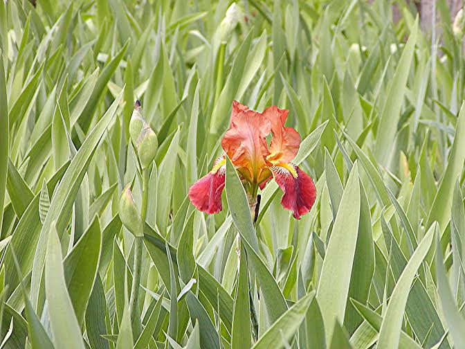 Le Iris tra botanica e storia